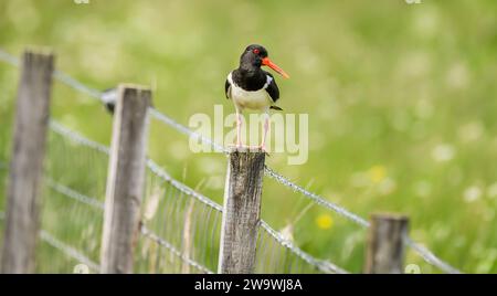 , Oystercatcher Haematopus ostralegus, in piedi su un post Foto Stock