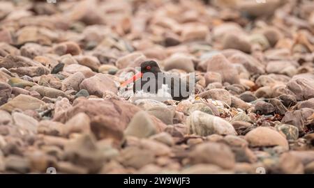 Un'oystercatcher seduto sul suo nido sulla spiaggia, da vicino Foto Stock