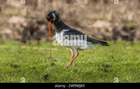 Oystercatcher, tirando verso l'alto un worm, close up Foto Stock