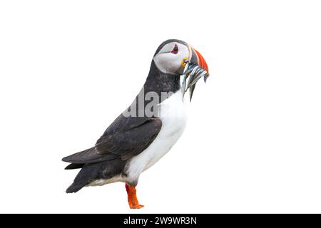 Ritagliate l'immagine del puffin Atlantico, Fratercula arctica, con pesci nel becco, farne Islands, Northumberland, Regno Unito Foto Stock