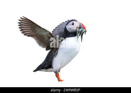 Ritagliate l'immagine del puffin Atlantico, Fratercula arctica, con pesci nel becco, farne Islands, Northumberland, Regno Unito Foto Stock