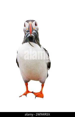 Ritagliate l'immagine del puffin Atlantico, Fratercula arctica, con pesci nel becco, farne Islands, Northumberland, Regno Unito Foto Stock