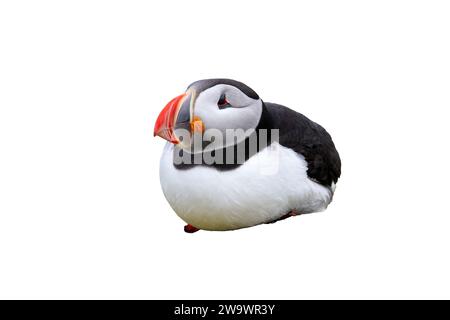 Ritagliata l'immagine di puffin Atlantico, Fratercula arctica, farne Islands, Northumberland, Regno Unito Foto Stock