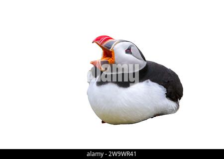 Ritagliata l'immagine di puffin Atlantico, Fratercula arctica, farne Islands, Northumberland, Regno Unito Foto Stock