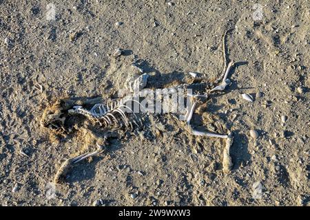 Carcasse di animali, scheletro di un gatto sepolto nella sabbia, sabbia soffiata dal vento Foto Stock