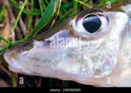 Ritratto di un pesce endemico proveniente da grandi fiumi dell'Europa sudorientale - Don ruffe (Gymnocephalus acerinus). Il fiume Don nel mezzo raggiunge. Voron Foto Stock