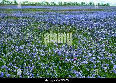 Deposito steppe. Restauro ecologico, successione secondaria. L'emergere di campi di lino selvatico (Linum usitatissimum). Meraviglioso blueness. Mar Nero r Foto Stock