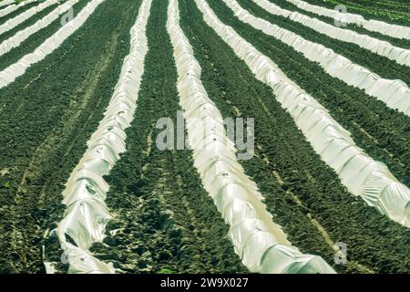 Coltivare verdure sotto un film e in una serra su scala industriale, orticoltura protetta Foto Stock