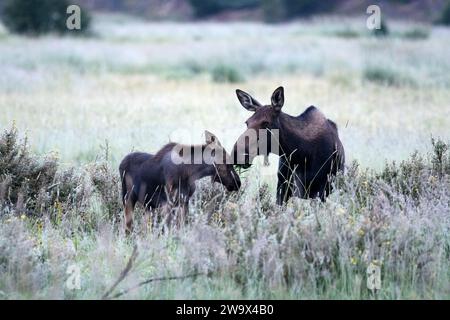 Mama alce e il suo vitello si snodano insieme in un campo di erba nelle Montagne Rocciose del Colorado Foto Stock