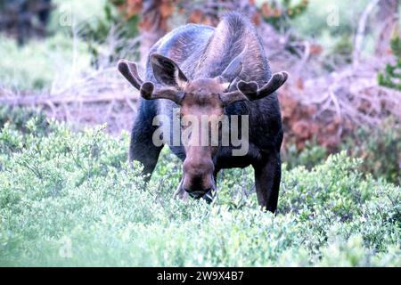 Bull Moose con palchi di velluto che camminano in cespugli e fissano Foto Stock