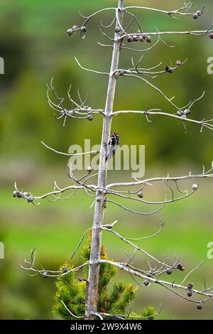 Sapsuker intarsiato rosso che afferra un tronco di albero alto Foto Stock