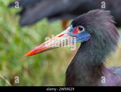 Ciconia abdimii, la cicogna dell'Abdim, abbellisce i cieli africani con grazia. Nota per il suo aspetto unico e il suo comportamento socievole, questa cicogna aggiunge fascino a S Foto Stock