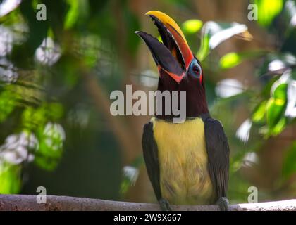 Lo Pteroglossus viridis, l'Aracari verde, porta la vibranza tropicale con il suo piumaggio vivido. Questo piccolo tucano, originario del Sud America, aggiunge un tocco di Foto Stock