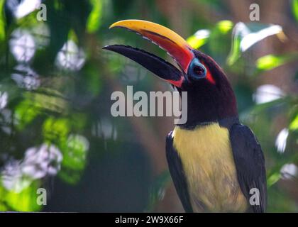 Lo Pteroglossus viridis, l'Aracari verde, porta la vibranza tropicale con il suo piumaggio vivido. Questo piccolo tucano, originario del Sud America, aggiunge un tocco di Foto Stock