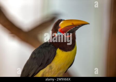 Lo Pteroglossus viridis, l'Aracari verde, porta la vibranza tropicale con il suo piumaggio vivido. Questo piccolo tucano, originario del Sud America, aggiunge un tocco di Foto Stock