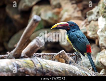 Lo Pteroglossus viridis, l'Aracari verde, porta la vibranza tropicale con il suo piumaggio vivido. Questo piccolo tucano, originario del Sud America, aggiunge un tocco di Foto Stock