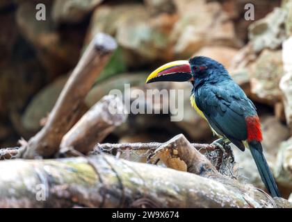 Lo Pteroglossus viridis, l'Aracari verde, porta la vibranza tropicale con il suo piumaggio vivido. Questo piccolo tucano, originario del Sud America, aggiunge un tocco di Foto Stock