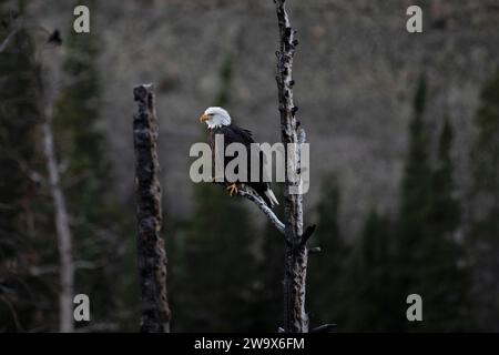 Aquila calva appollaiata su un ramo di albero bruciato Foto Stock