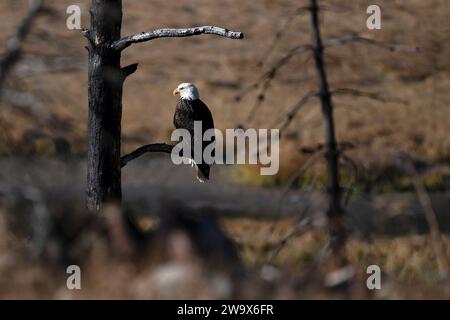 Aquila calva appollaiata su un ramo di albero bruciato Foto Stock