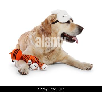 Simpatico Labrador Retriever con maschera del sonno e tigre all'uncinetto appoggiata su sfondo bianco Foto Stock