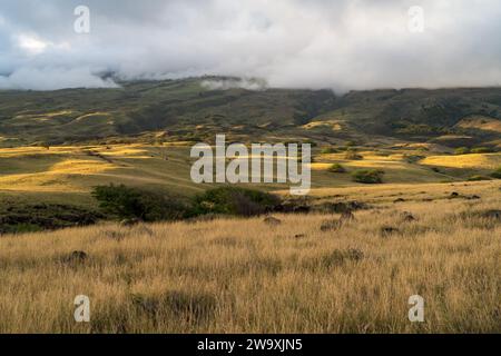 Le praterie ondulate lungo l'autostrada Piilani a Maui si snodano sotto un cielo coperto, presentando un paesaggio hawaiano sereno e pastorale. Foto Stock