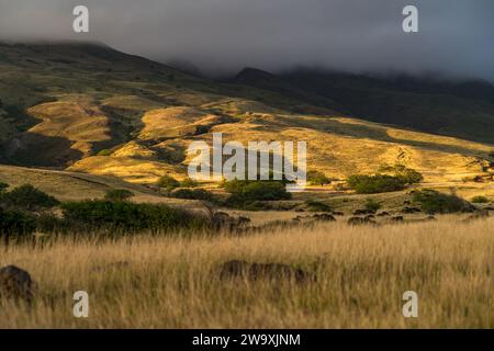 Le praterie ondulate lungo l'autostrada Piilani a Maui si snodano sotto un cielo coperto, presentando un paesaggio hawaiano sereno e pastorale. Foto Stock