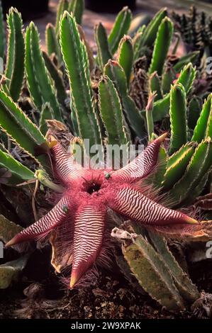 Stapelia gettleffii, Apocynaceae. Piante succulente ornamentali. rara erba di deserto, fiore viola. Foto Stock