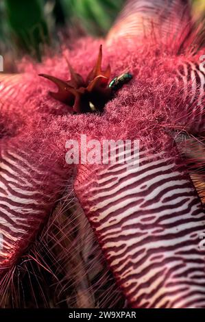 Stapelia gettleffii, Apocynaceae. Piante succulente ornamentali. rara erba di deserto, fiore viola. Foto Stock