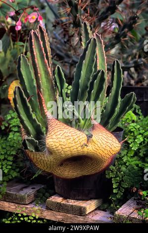 Gigante di Zulu (Stapelia gigantea), Apocynaceae. Pianta succulenta insolita. Rara erba di deserto. fiori d'arancio. Foto Stock