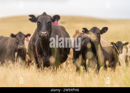 I bovini wagyu e angus sono allevamenti agricoli all'aperto in una fattoria. Mucche che pascolano su pascoli verdi allevati all'aperto e su erbe autoctone. Mucca grassa in un fiel Foto Stock