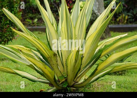 Agave americana Mediopicta (chiamata anche Agave americana, Century Plant, Maguey, American aloe). Questa pianta è nota per essere in grado di causare allergie Foto Stock