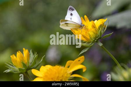 Farfalla di cavolo bianco femmina su fiore giallo comune di fiori di bianco Foto Stock