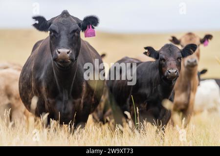 I bovini wagyu e angus sono allevamenti agricoli all'aperto in una fattoria. Mucche che pascolano su pascoli verdi allevati all'aperto e su erbe autoctone. Mucca grassa in un fiel Foto Stock