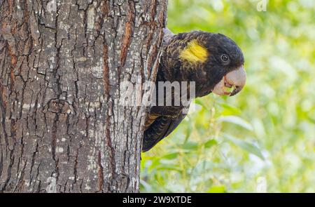Zanda funerea, un uccello di cacatua nero dalla coda gialla arroccato su un albero con corteccia ruvida a Waterworks, Hobart, Tasmania, Australia. Foto Stock