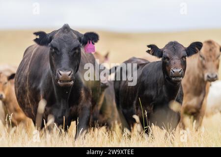 Tori di manzo, mucche e vitelli che pascolano sull'erba in un campo, in Australia. le razze di bestiame comprendono wagyu, murray grey, angus, brangus e wagyu su l Foto Stock