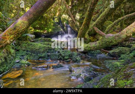 Cascata d'acqua offuscata a lunga esposizione su vera creek nella foresta pluviale di mosche, Franklin-Gordon Wild Rivers National Park, Tasmania, Australia Foto Stock