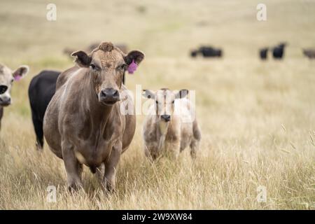 Tori di manzo, mucche e vitelli che pascolano sull'erba in un campo, in Australia. le razze di bestiame comprendono wagyu, murray grey, angus, brangus e wagyu su l Foto Stock