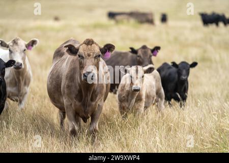 Tori di manzo, mucche e vitelli che pascolano sull'erba in un campo, in Australia. le razze di bestiame comprendono wagyu, murray grey, angus, brangus e wagyu su l Foto Stock