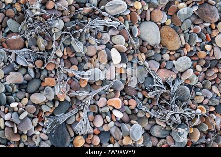 Alghe e ciottoli di Bladderwrack congelati sulla spiaggia. Morayshire, Scozia Foto Stock