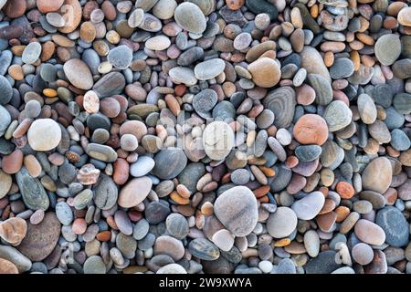 Ghiaia sorridente su ciottoli di spiaggia ghiacciati. Morayshire, Scozia Foto Stock