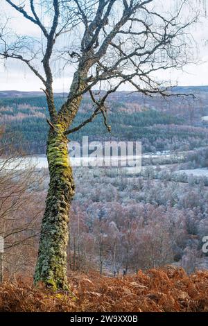 Licheni ricoperti di betulla al gelo che domina la valle lungo Glen Affric, Highlands, Scozia Foto Stock