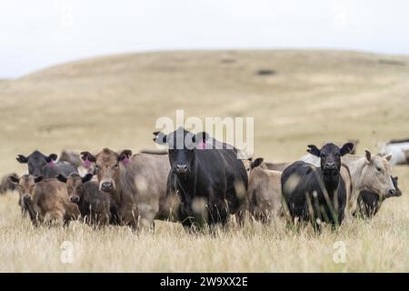 I bovini wagyu e angus sono allevamenti agricoli all'aperto in una fattoria. Mucche che pascolano su pascoli verdi allevati all'aperto e su erbe autoctone. Mucca grassa in un fiel Foto Stock