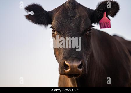 mucca nera in un campo in una fattoria Foto Stock