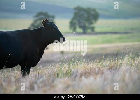 mucca nera in un campo in una fattoria Foto Stock