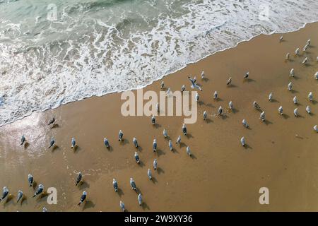 Un gregge di piccoli uccelli bianchi sulla riva del mare sulla vista della sabbia dal drone superiore a Goa Foto Stock