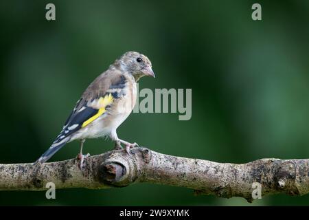 European Goldfinch [ Carduelis carduelis ] uccello giovanile sul ramo morto Foto Stock