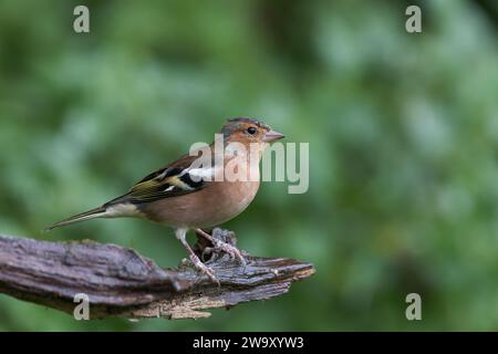Chaffinch eurasiatico [ Fringilla coelebs ] uccello maschio sul vecchio bastone Foto Stock
