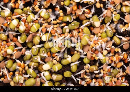 Germogli misti germinano sul terreno dell'humus, primo piano, dall'alto. Germogliare fagioli, ravanelli, lenticchie e senape gialla, con piccoli peli di radice. Foto Stock