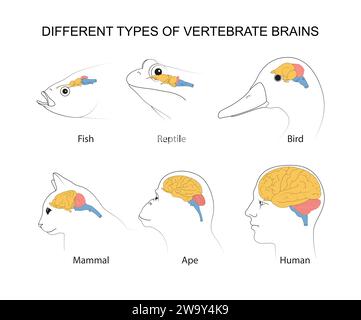 Cervelli vertebrati: Evoluzione, strutture e funzioni Foto Stock
