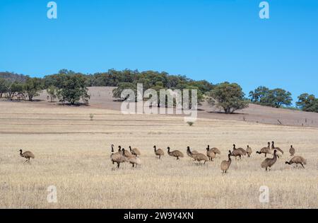 Selvaggia folla nativa australiana di giovani emù nella macchia vicino alla gola di Alligator a Wilmington, Australia meridionale, parte delle Flinders Ranges. Foto Stock